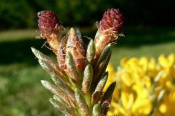 Révision fleurs groupe 6