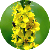 agrimony - aigremoine