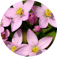 centaury - centaurée