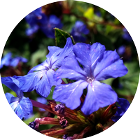 cerato - plumbago