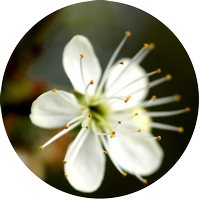 cherry plum - prunier myrobolan