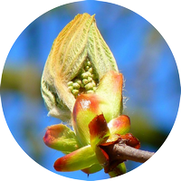chesnut bud - bourgeon de marronnier