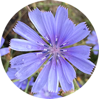 chicory - chicorée
