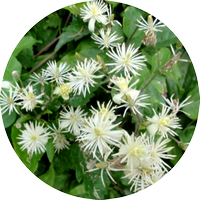 clematis - clématite