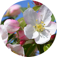 crab apple - pommier sauvage