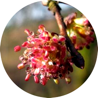 elm - orme