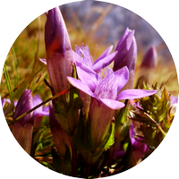 gentian - gentiane