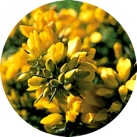 gorse - ajonc