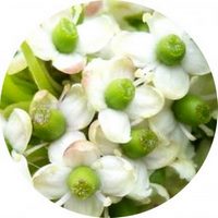 holly - houx