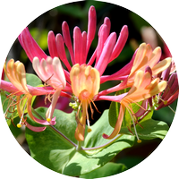 honeysuckle - chèvrefeuille