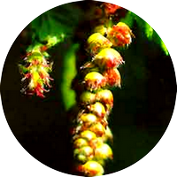 hornbeam - charme