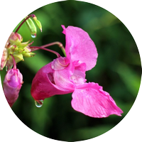 impatiens - impatience