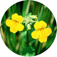 mimulus - mimule