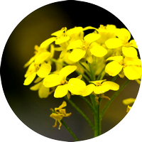 mustard - moutarde