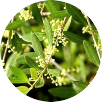 olive - olivier