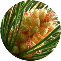 pine - pin sylvestre