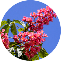 red chestnut - marronnier rouge