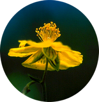 rock rose - hélianthème