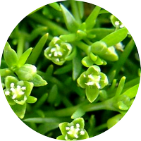 scleranthus - scléranthe