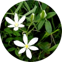 star of Bethleem - étoile de Bethlehem
