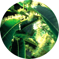 sweet chestnut - châtaigner