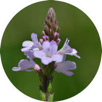 vervain - verveine