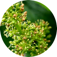 vine - vigne