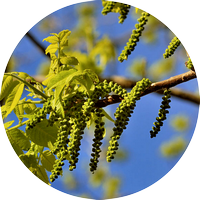 walnut - noyer