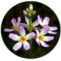 water violet - violette d'eau