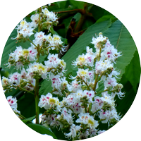 white chestnut - marronnier blanc