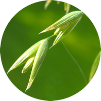 wild oat - folle avoine