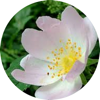 wild rose - églantier