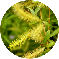 willow - saule blanc